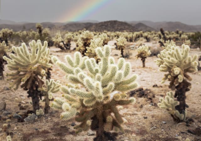 A desert landscape with numerous cacti and a rainbow arching over distant mountains