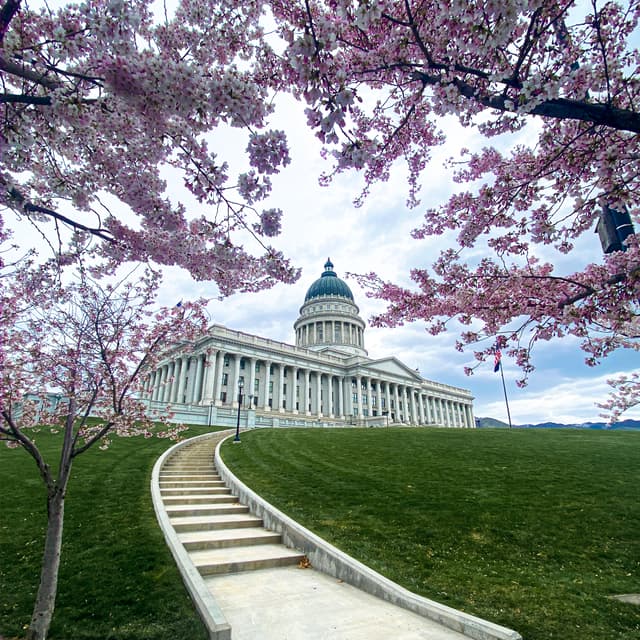 A grand building with a dome, framed by blooming cherry blossom trees, with a curved pathway leading up to it