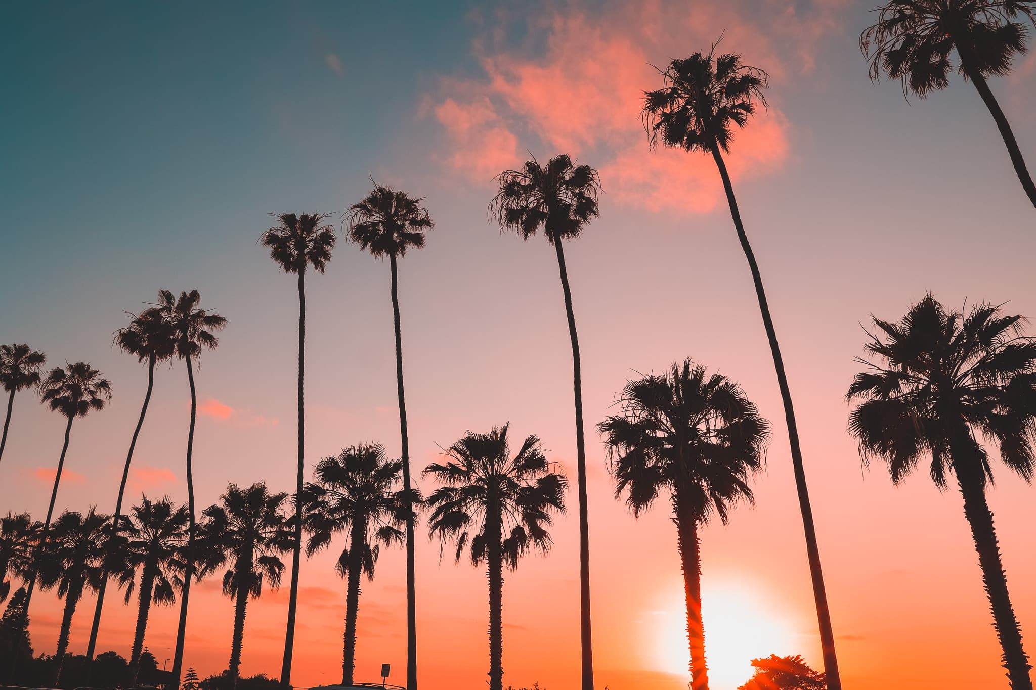 Tall palm trees silhouetted against a vibrant sunset sky with hues of pink, orange, and blue