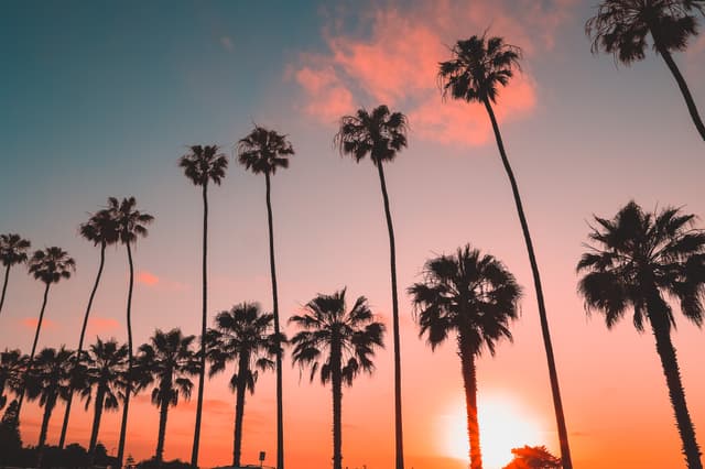Tall palm trees silhouetted against a vibrant sunset sky with hues of pink, orange, and blue